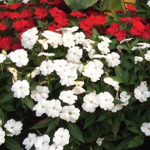 Meet your Posher, Channell